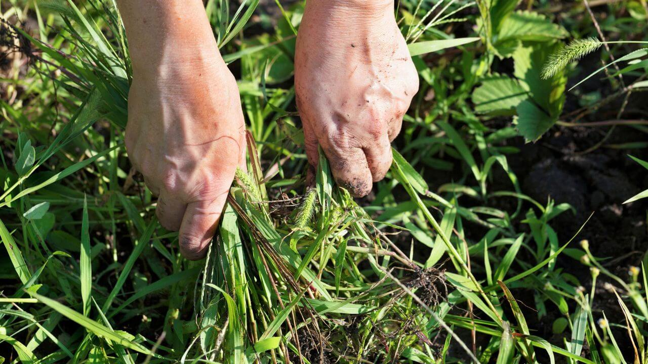 Hands pulling weeds from soil in a lush green lawn, showing manual pest control for healthy courtyard grass.
