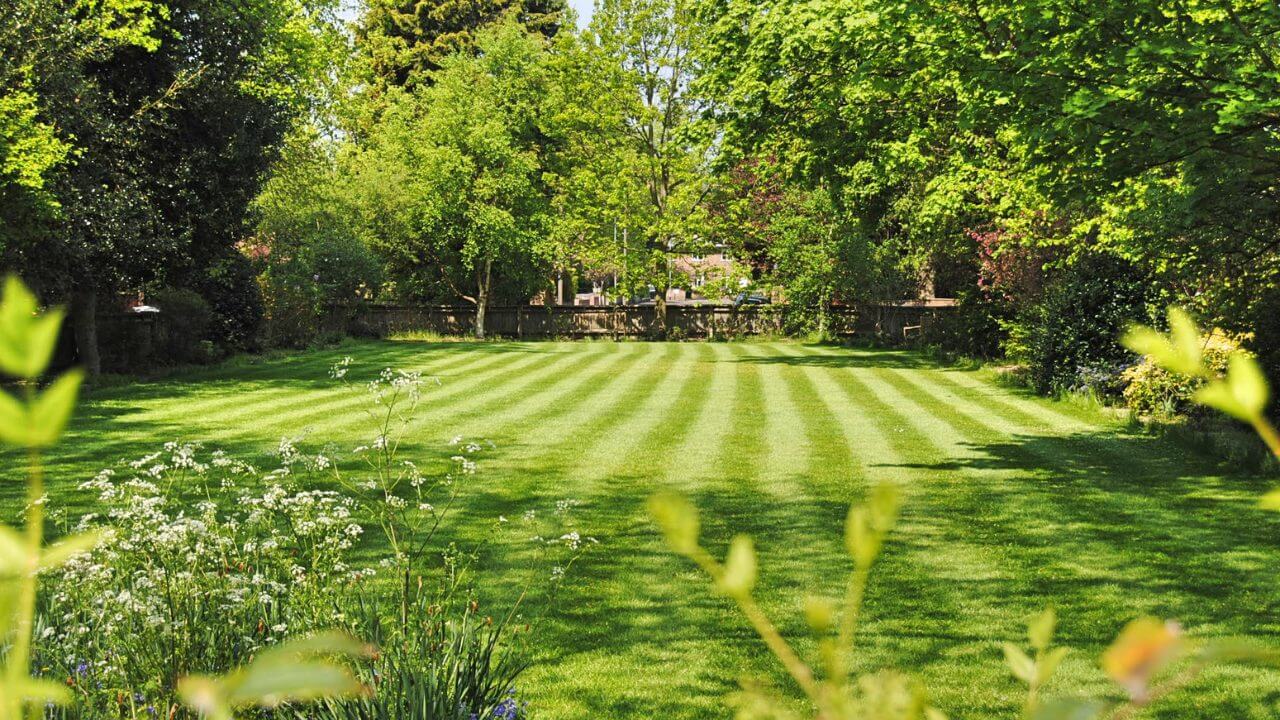 Lush green lawn with crisp mowing stripes, framed by trees and wildflowers, basking in bright sunlight.