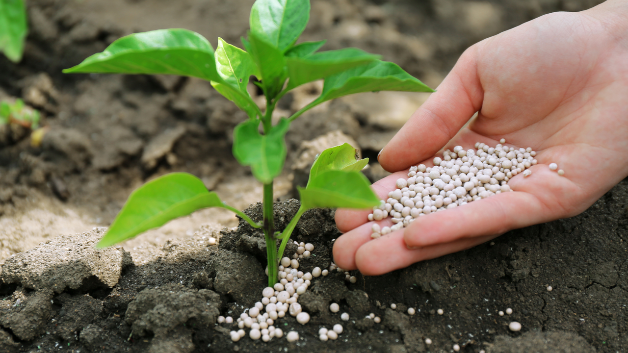 Hand sprinkling granular fertilizer around a young green plant in rich soil, promoting healthy growth.