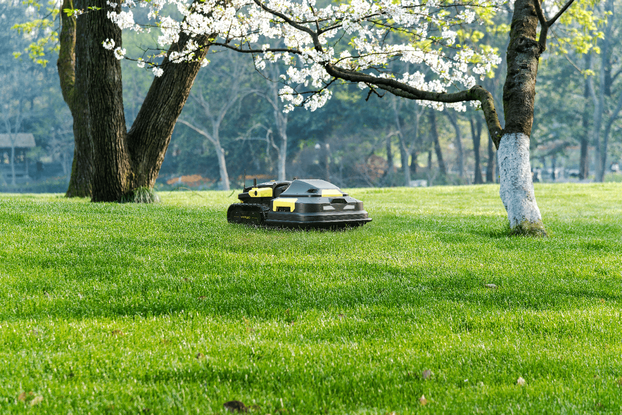 Robot lawn mower on vibrant green grass beneath blooming white cherry trees in spring.