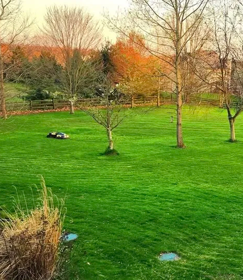 Lush green lawn with bare trees, puddles, and dry reeds; warm sunset glow over distant woods and fence.