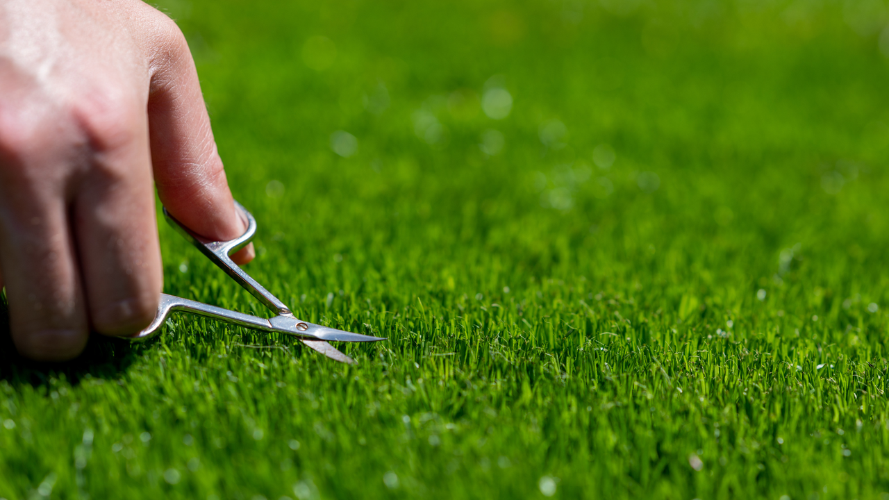 Hand trimming vibrant green grass with small scissors, showcasing precise lawn care technique.