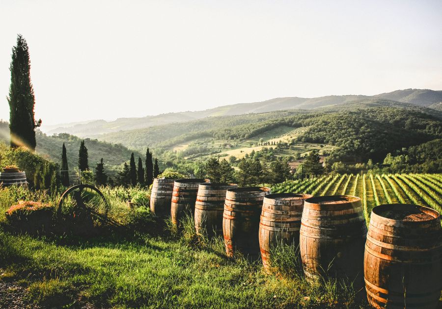 Sunlit vineyard rows stretch across rolling hills, lined with wooden barrels and cypress trees, evoking serene, sustainable landscape care.