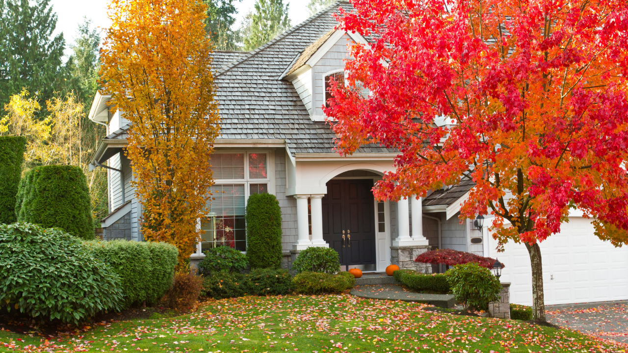 Lush green lawn in front of a cozy house with vibrant autumn trees and falling leaves.