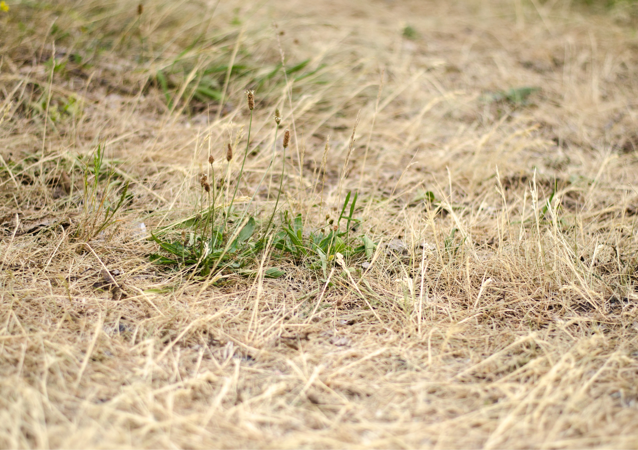 Dried, straw-colored grass with sparse green patches and weeds, showing lawn in need of revival.