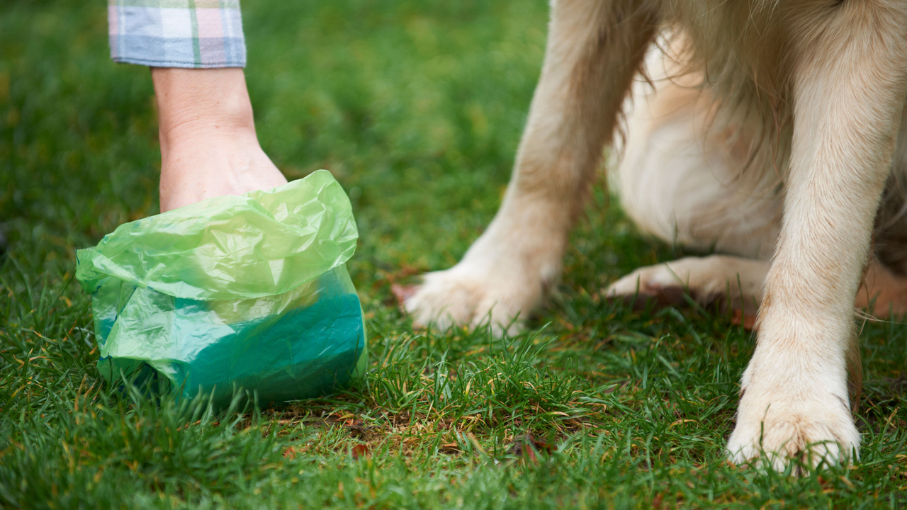 Person picking up dog poop in green bag on lawn, dog nearby — a common backyard challenge for robot mowers.