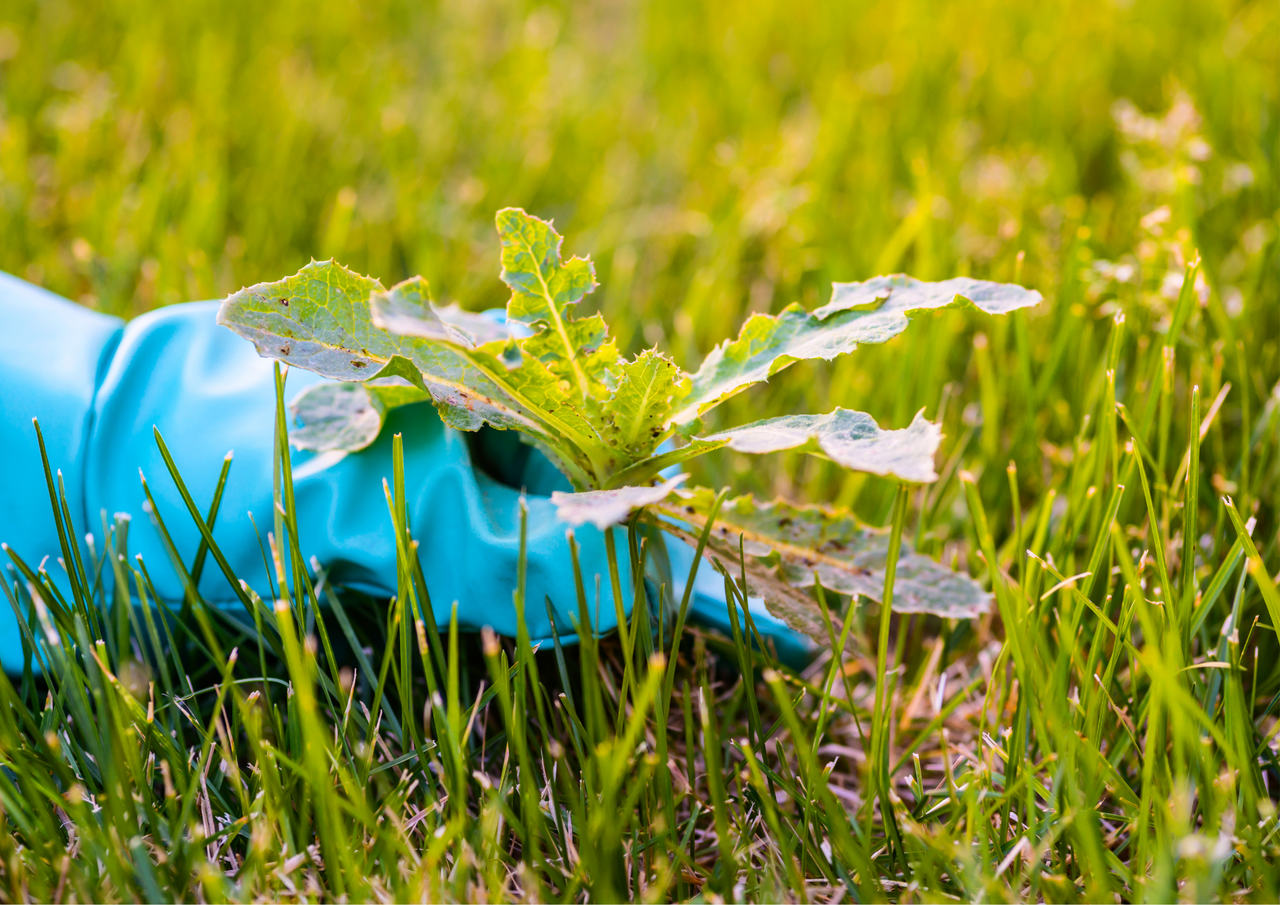 Gloved hand pulling a dandelion from vibrant green lawn, symbolizing effective weed control for a healthy yard.