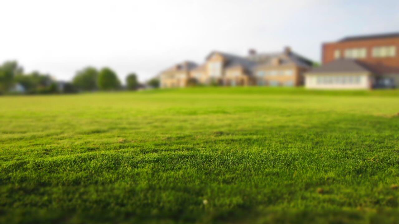 Lush green lawn in foreground with blurred suburban homes, showcasing healthy yard results from proper mowing.
