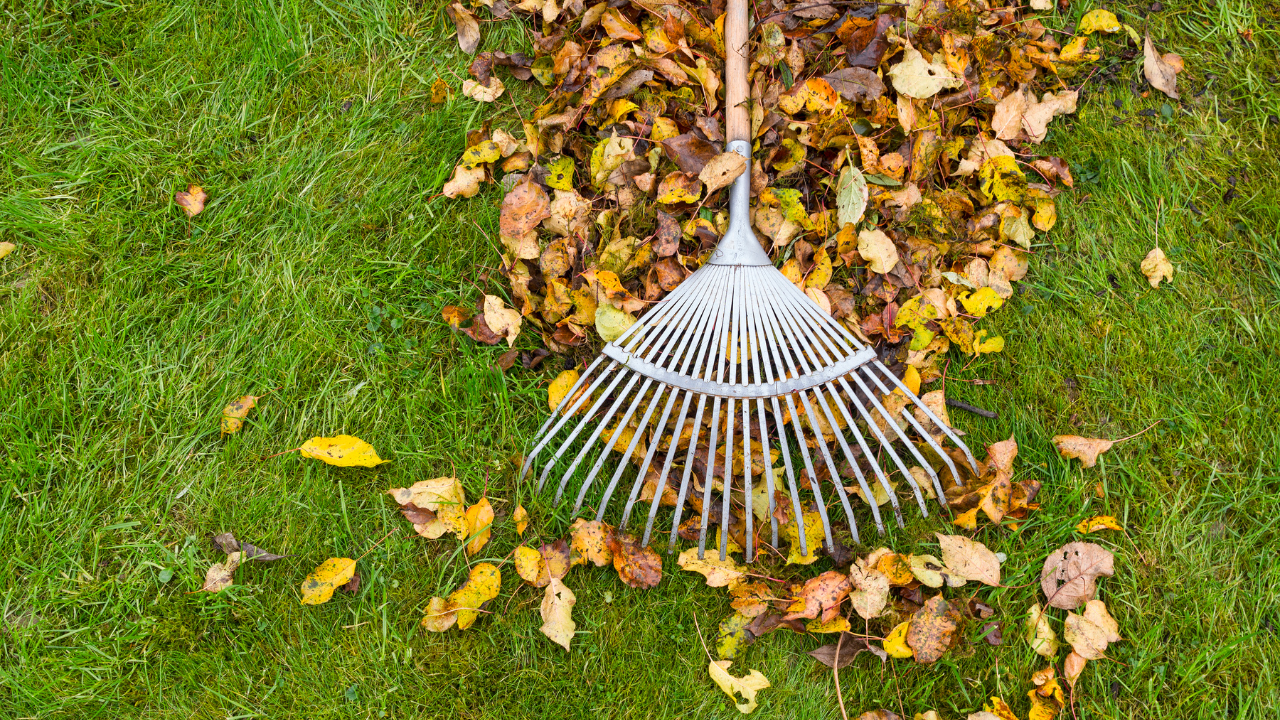 Metal rake resting on vibrant green lawn, surrounded by colorful fallen autumn leaves, ready for fall yard cleanup.