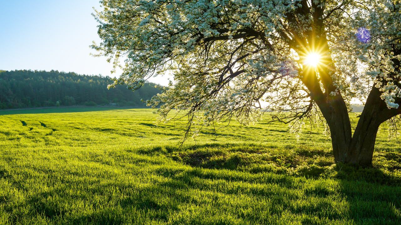 Sunlight filters through a blossoming tree over a vibrant green lawn, symbolizing ideal spring conditions for planting grass seeds.
