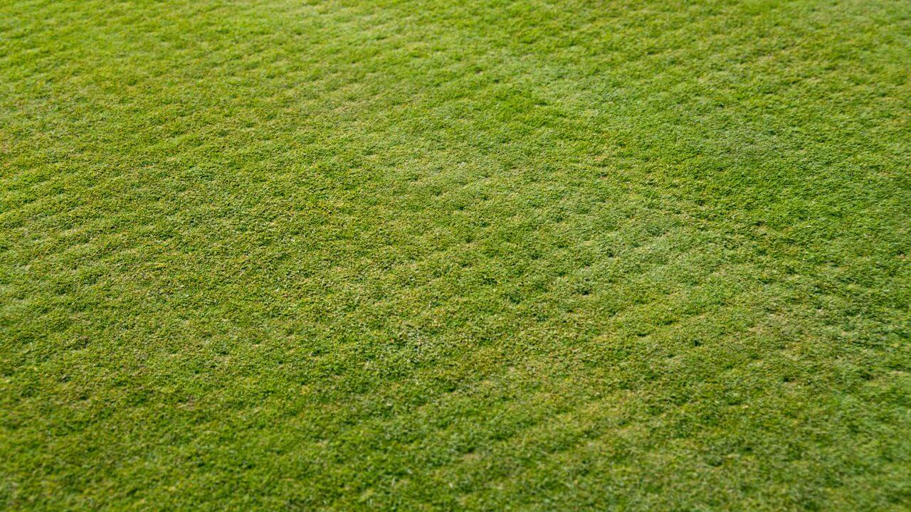 Lush green lawn with small aeration holes, vibrant and healthy, showcasing post-aeration results.