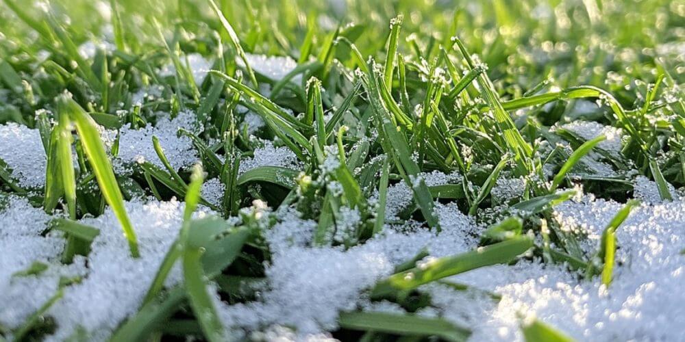 Vibrant green grass peeking through a light dusting of frost, symbolizing winter lawn resilience and care.