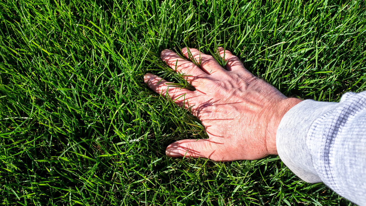 Hand gently touching lush, overgrown green grass under bright sunlight, assessing height for robot mower compatibility.