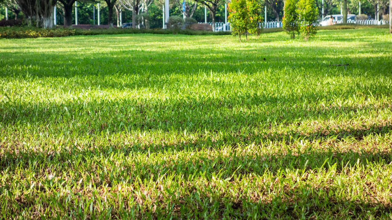 Lush green lawn under dappled tree shade, vibrant grass blades catching sunlight, ideal for shaded seeding success.