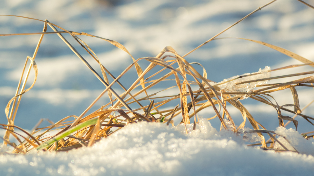 Golden winter grass peeks through fresh snow, hinting at resilient warm-season turf beneath.