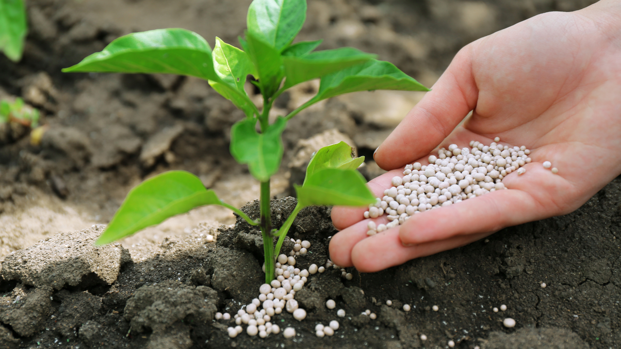 Hand sprinkling granular fertilizer around a young green plant in rich soil, promoting healthy growth.