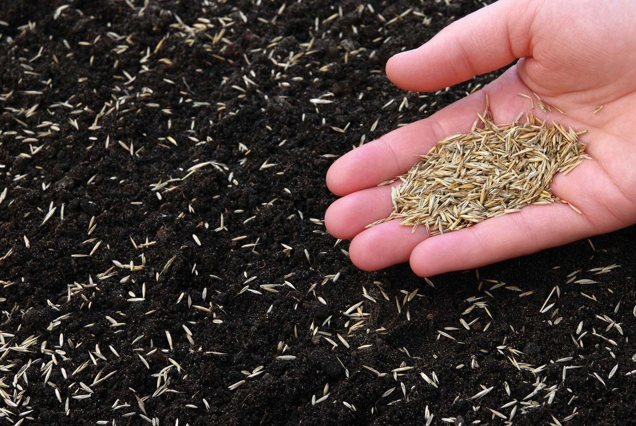 Hand holding grass seeds over dark soil, ready for overseeding a lawn.