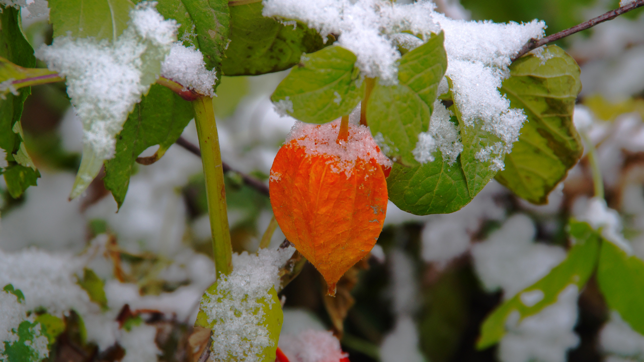 Vibrant orange leaf dusted with fresh snow among green foliage, capturing winter’s quiet beauty.