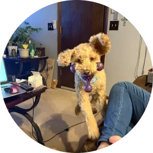 Fluffy golden dog with purple toy in mouth, sitting on lap, cozy indoor setting with plants and desk in background.