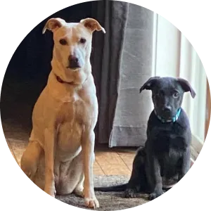 Two dogs sit side by side on a wooden floor, one tan with floppy ears, the other black with a blue collar, near a gray curtain.