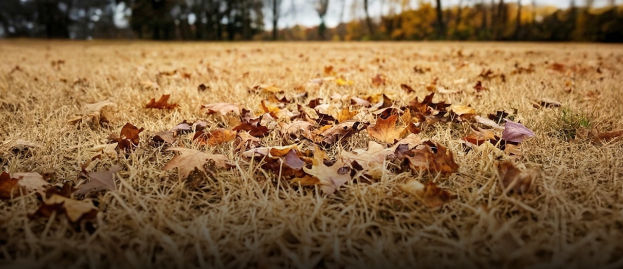 Fallen autumn leaves in warm browns and oranges scattered across dry, golden grass with blurred trees in the background.