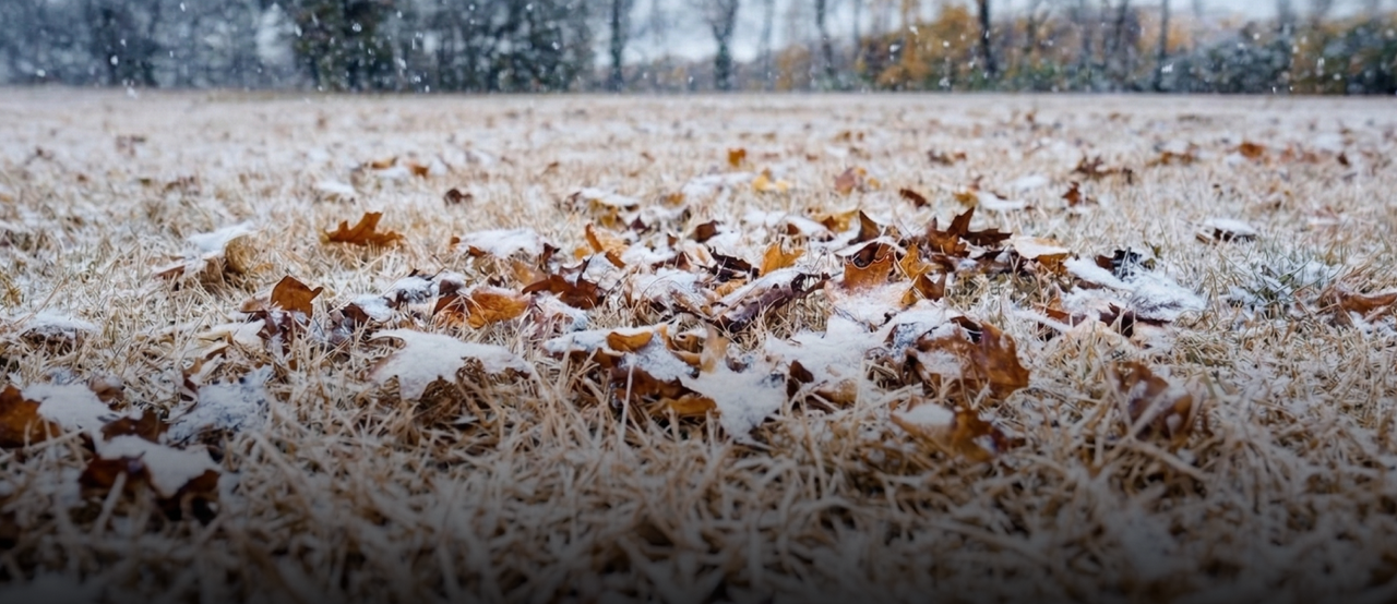 Snow-dusted brown leaves on dry grass, with falling snowflakes and blurred trees in the background.