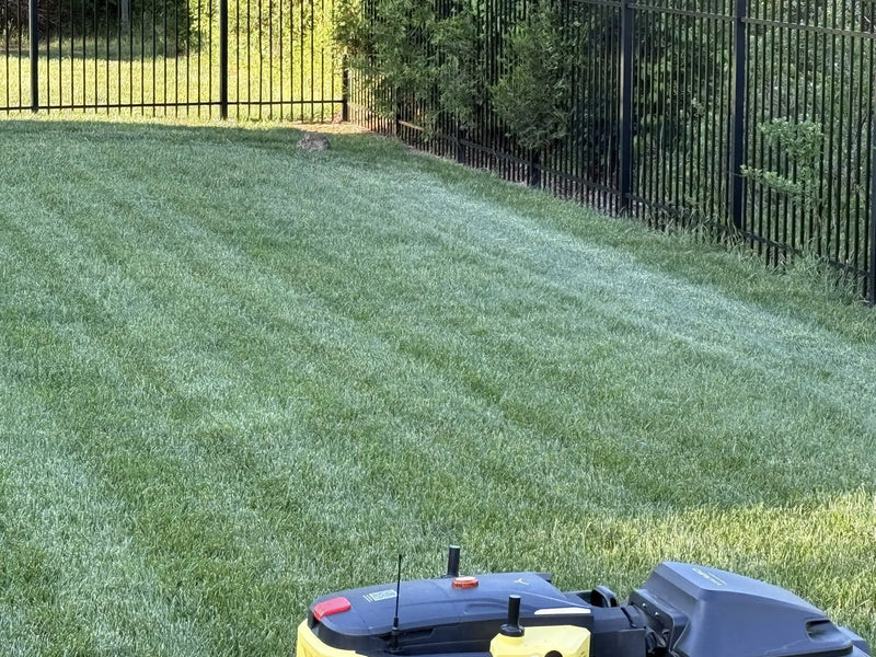 Yellow and black robotic lawn mower on green grass near black metal fence, sunny day.