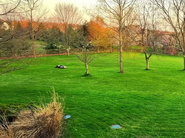 Lush green lawn with bare trees, wooden fence, and autumn-colored trees in background under soft light.